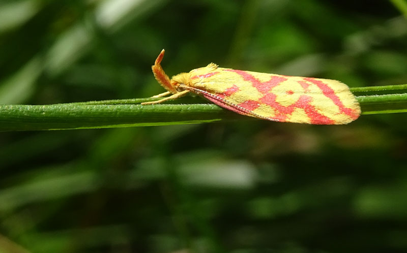 Hypercallia citrinalis - Elachistidae